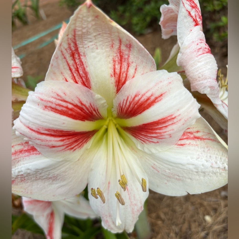 Three amaryllis bulbs, orange stripe, Apple blossom, and Stargazer.